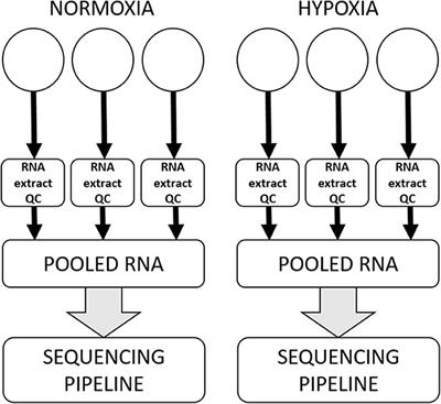 Differential Expression of miRNAs in Hypoxia (“HypoxamiRs”) in Three Canine High-Grade Glioma Cell Lines